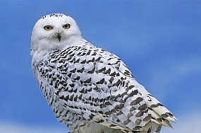 snowy-owl-thumb
