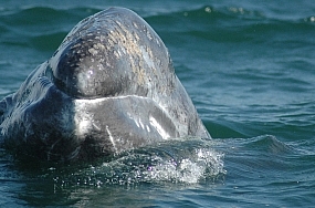 Pacific gray whale calf surfaces by boat