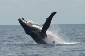 Humpback Whale breaching