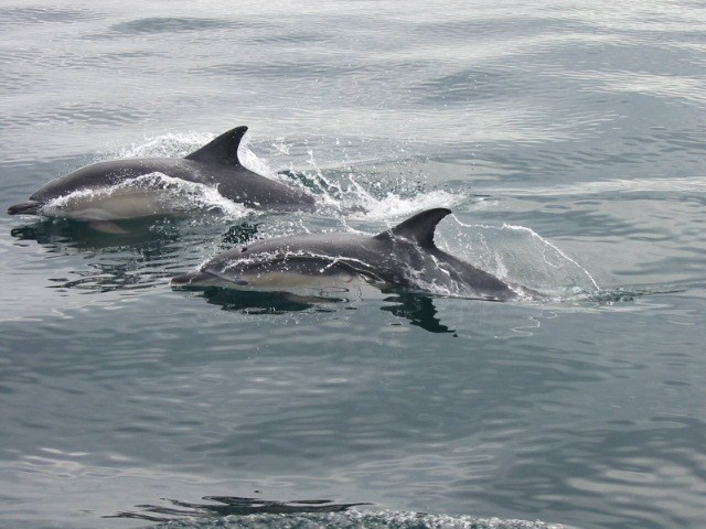 Short Beaked Common Dolphins off West Cork