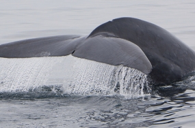 Blue-Whale-Mirissa-Sri-Lanka-1140x524