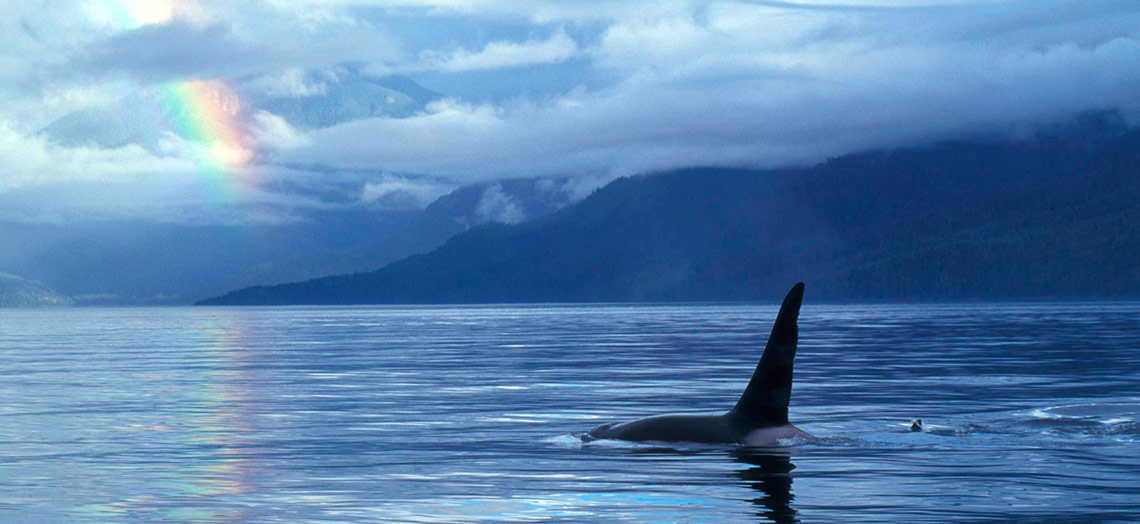 Male Orca in Johnstone Straight