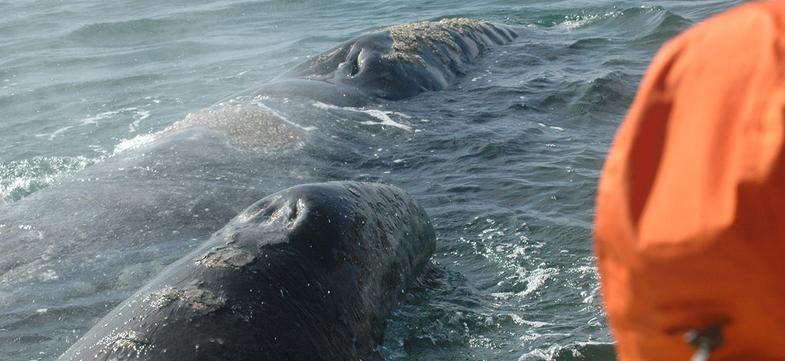 Pacific gray whale and calf surface near our Panga