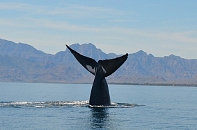 Blue whale tail lobbing